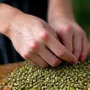 Mani che selezionano chicchi di caffè verde.